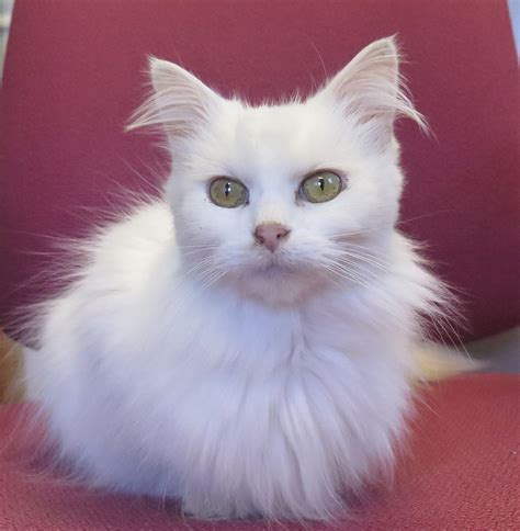 Turkish angora adoption - "Click here to view Turkish Angora Cats in California for adoption. Individuals & rescue groups can post animals free." - ♥ RESCUE ME! ♥ ۬